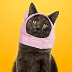 Gorro-para-Mascota-Peque-o-con-Forma-de-Cerdito-2-9102