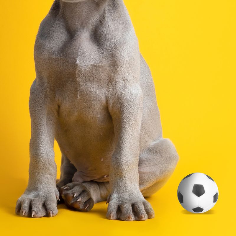Juguete-De-Pelota-Con-Sonido-Para-Mascota-Football-MINISO-Pelota-De-Futbol-4-9861